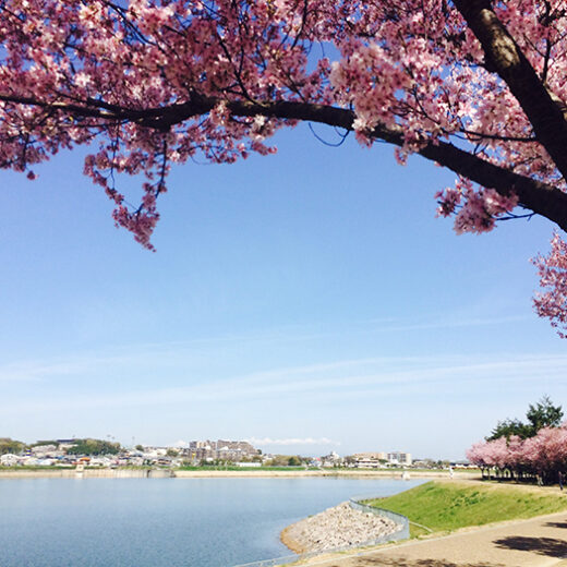 狭山池公園（さやまいけこうえん）＜大阪狭山市＞ - みなかわとりっぷ