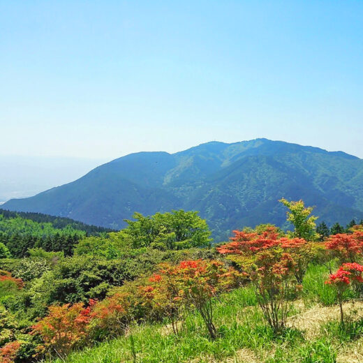 金剛山（こんごうさん／こんごうざん）＜千早赤阪村＞ - みなかわとり